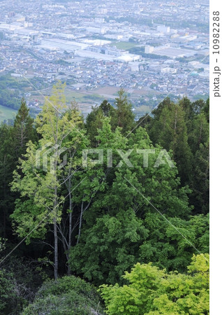 新緑の森と市街地 新緑の森と市街地 10982288