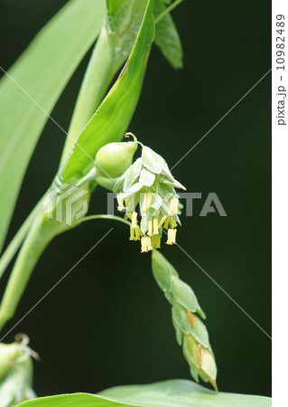 数珠玉　ジュズダマの花　 10982489