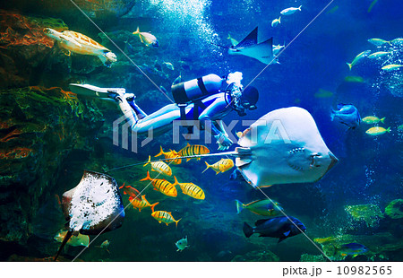 ダイビング　ダイバーと海の生き物　 10982565
