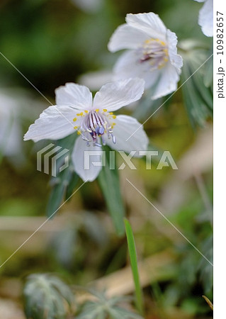 節分草咲く広島県総領町 10982657