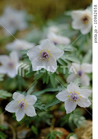 節分草咲く広島県庄原市 10982658