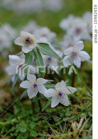 節分草咲く広島県庄原市 10982659