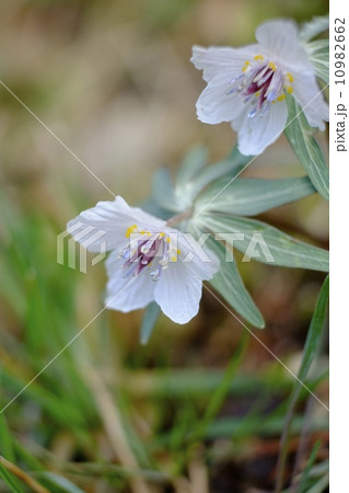 節分草咲く広島県庄原市 10982662