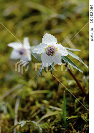 節分草咲く広島県庄原市 10982664