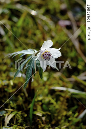 節分草咲く広島県庄原市 10982667