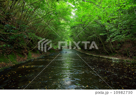 新緑の岳切渓谷 10982730