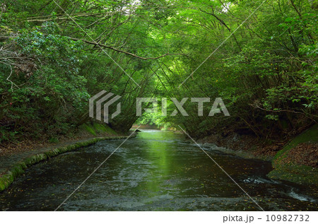 新緑の岳切渓谷 10982732