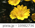 福寿草 10982736