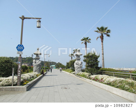 江ノ島大橋 江ノ島大橋 10982827