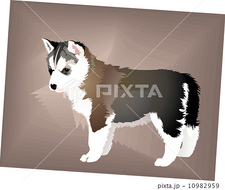 Puppy 10982959
