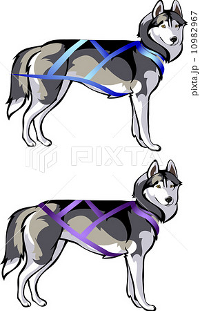 and cargo sled rides - harness for sled dogs and cargo sled rides - harness for sled dogs 10982967