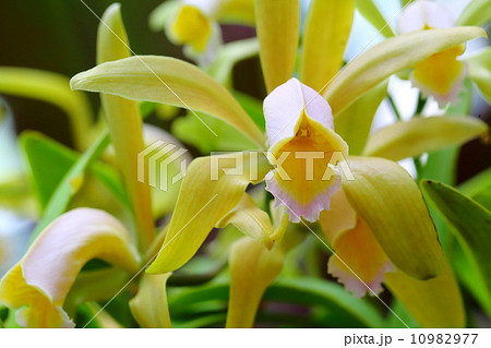 カトレア・フォーベシー 10982977