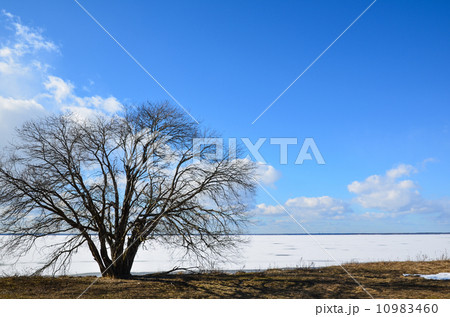 Lone alder tree at coast Lone alder tree at coast 10983460
