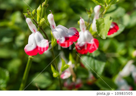 チェリーセージ チェリーセージ 10983505