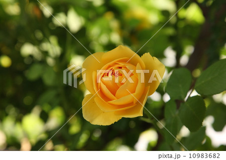 バラ バラ 10983682