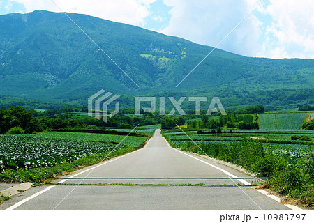 キャベツ畑の道 10983797