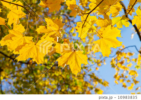 yellow leaves in autumn park 10983835