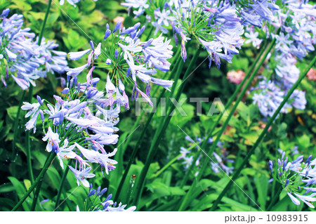 綺麗な花 綺麗な花 10983915
