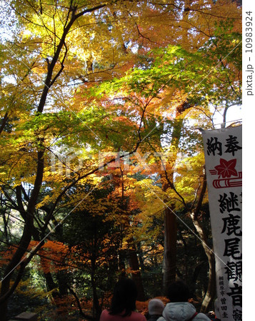 紅葉 紅葉 10983924