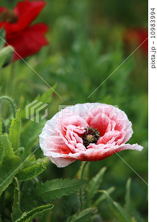 小貝川ふれあい公園のポピー 小貝川ふれあい公園のポピー 10983994