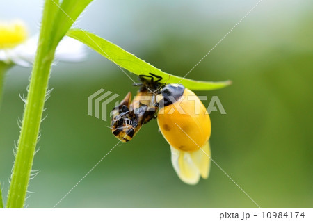 てんとう虫の羽化 10984174