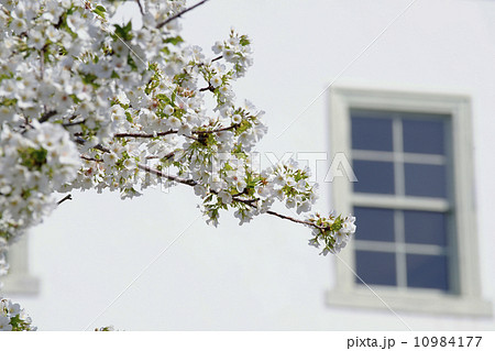 大島桜 大島桜 10984177