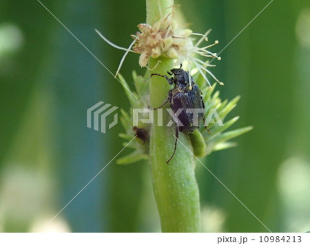 ハナムグリと栗の花 ハナムグリと栗の花 10984213