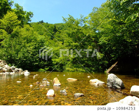 落葉樹林と清流 10984253