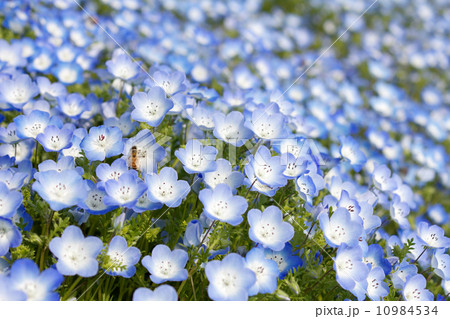 ネモフィラの花畑とミツバチの写真素材 [10984534] - PIXTA