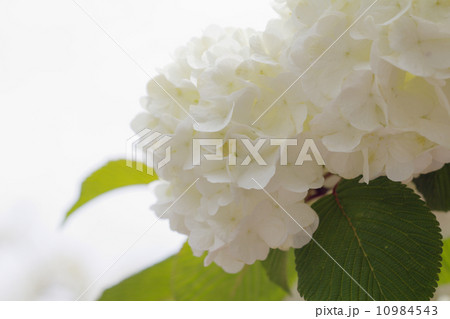 優雅に咲く白いオオデマリの花 10984543
