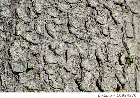 Bark background Bark background 10984570
