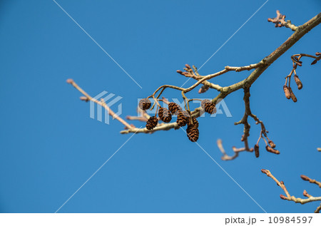 Alder cones 10984597
