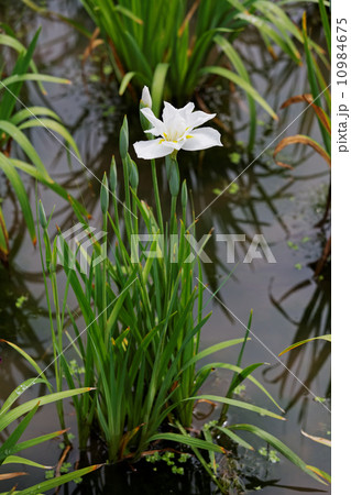白色の花菖蒲・鶴の毛衣 白色の花菖蒲・鶴の毛衣 10984675