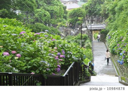 アジサイ 10984878