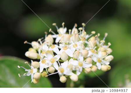 シラタマミズキの花 10984937