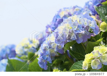 アジサイ 10984977