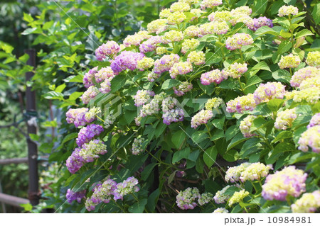アジサイ 10984981