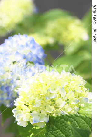 アジサイ 10984986