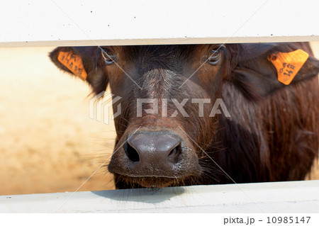 murrah buffaloes farm in thailand 10985147