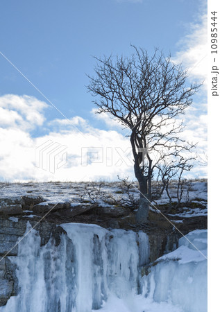 Lone tree on icy cliffs 10985444