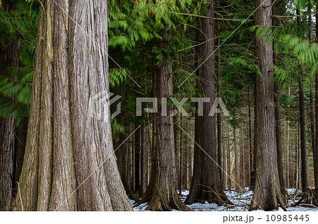 Big thuja trees 10985445