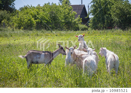 Goats on a pasture in sunny summer day 10985521