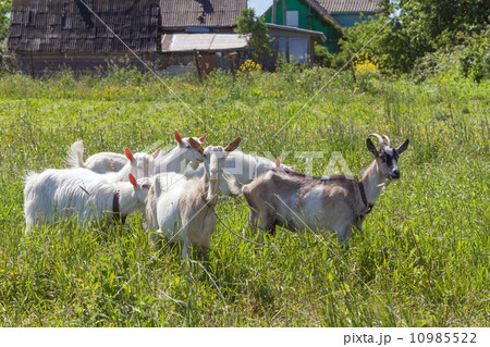 Few goats on a pasture in sunny summer day 10985522