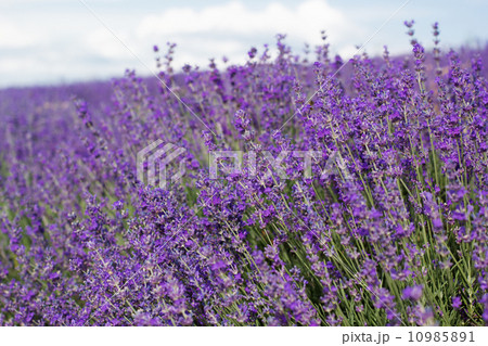 Purple field of lavender flowers Purple field of lavender flowers 10985891