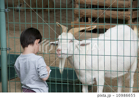 山羊と少年 10986655