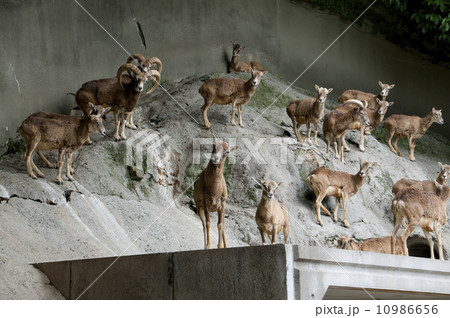 ムフロン ムフロン 10986656