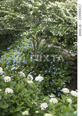 矢田寺　紫陽花のころ 10986657