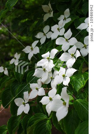 花言葉は友情 10986942