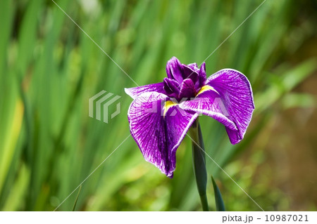 花菖蒲 花菖蒲 10987021