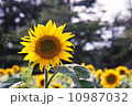 ひまわり「夏」 10987032